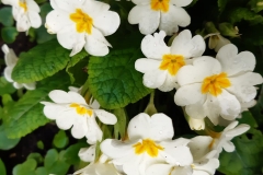 IMG-20230410-WA0003