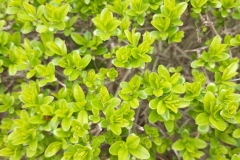 IMG-20230410-WA0006
